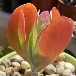 Cactus and Succulent’s 🌵