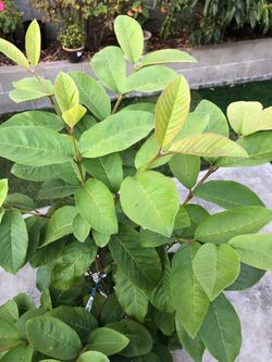 Guava tree