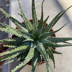 Hedgehog Aloe