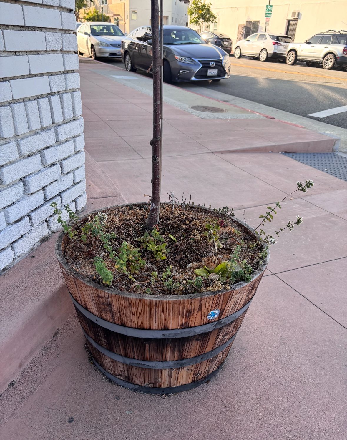 Peach Tree surrounded by fresh herbs and edible flowers in huge wine barrel pots