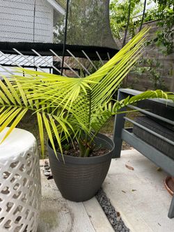 Palm with pot included