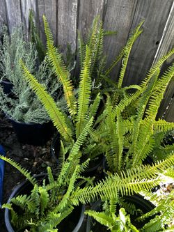 Succulents, Ferns, Elephant Ears, French Lavender. Coronas De cristo