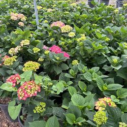 Hydrangeas
