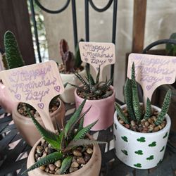 Cute Pots With Real Plants 