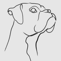 boxer