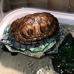 Water Turtle & Tank