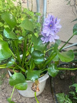 Water hyacinths Plants