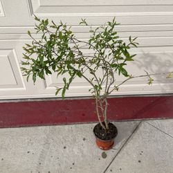 Healthy Pomegranate Fruit Tree Plant 