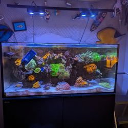 Red Sea 425 Xl And Gear