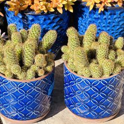 A Big Pot Ceremic Of Lady Finger Cactus 