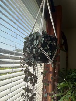 String of hearts
