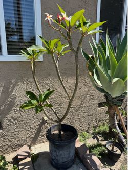 Pink and white Plumeria 5 foot