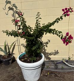 Bougainvillea 5 feet many flowers with Vase