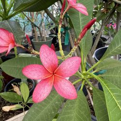 Plumeria Loretta