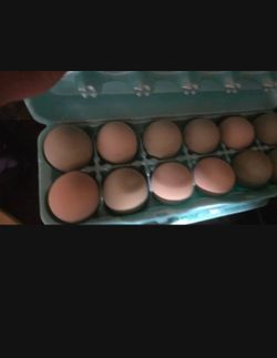 Egg