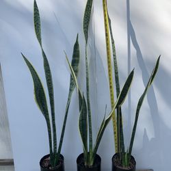 Snake Plant Yellow Sanseveria 46” Tall 