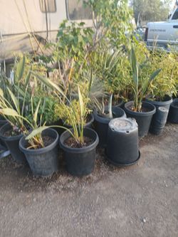 Nursery plant closing out 50%off