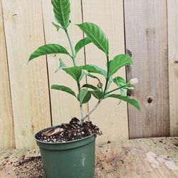 LIVE PLANT FRAGRANT 1ft Tabernaemontana divaricata Flore Pleno Crape Jasmine
