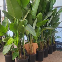 Giant BIRD OF PARADISE plant 7 To 8 Foot Tall