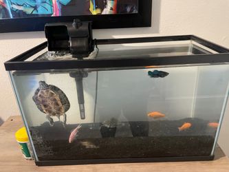 Complete 10 gallon aquarium, set up with fish, 2 turtles &gravel