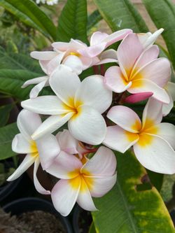 Plumerias