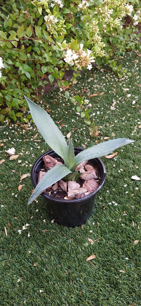 Living Plant 🌱 14"H Agave Americana on 7"H Black Pot ::: Outdoor