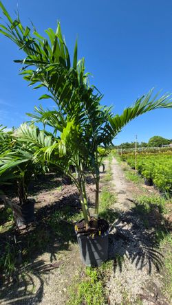 Christmas Palms 6-7 Feet Tall. Adonidias Plants