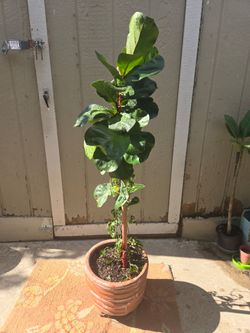 Beautiful and healthy Fiddle-leaf and monstera Adansonii Together!!