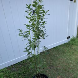 Bay Leaves Plant (5-6 Ft Tall)