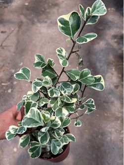 Ficus triangularis (Triangle Fig)
