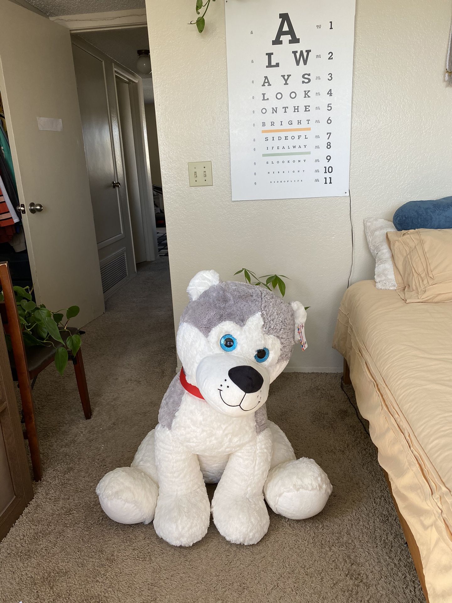 Huge Husky Stuffed Animal/Plushie