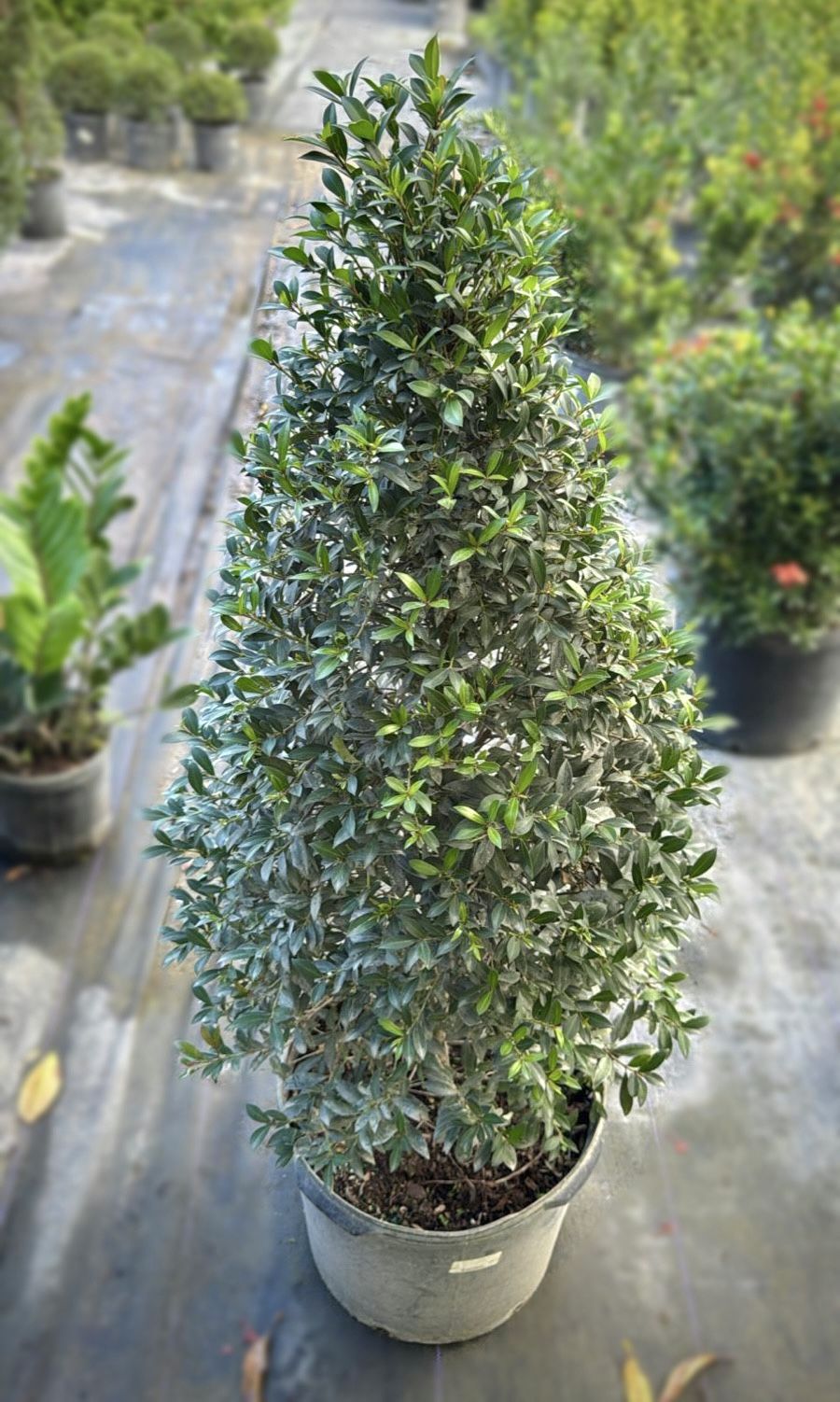 Topiary Cone Plant 7-Gallon - Transform Your Landscape!