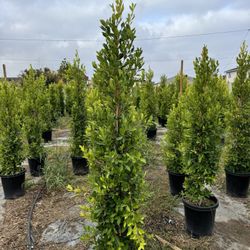Ficus Tree