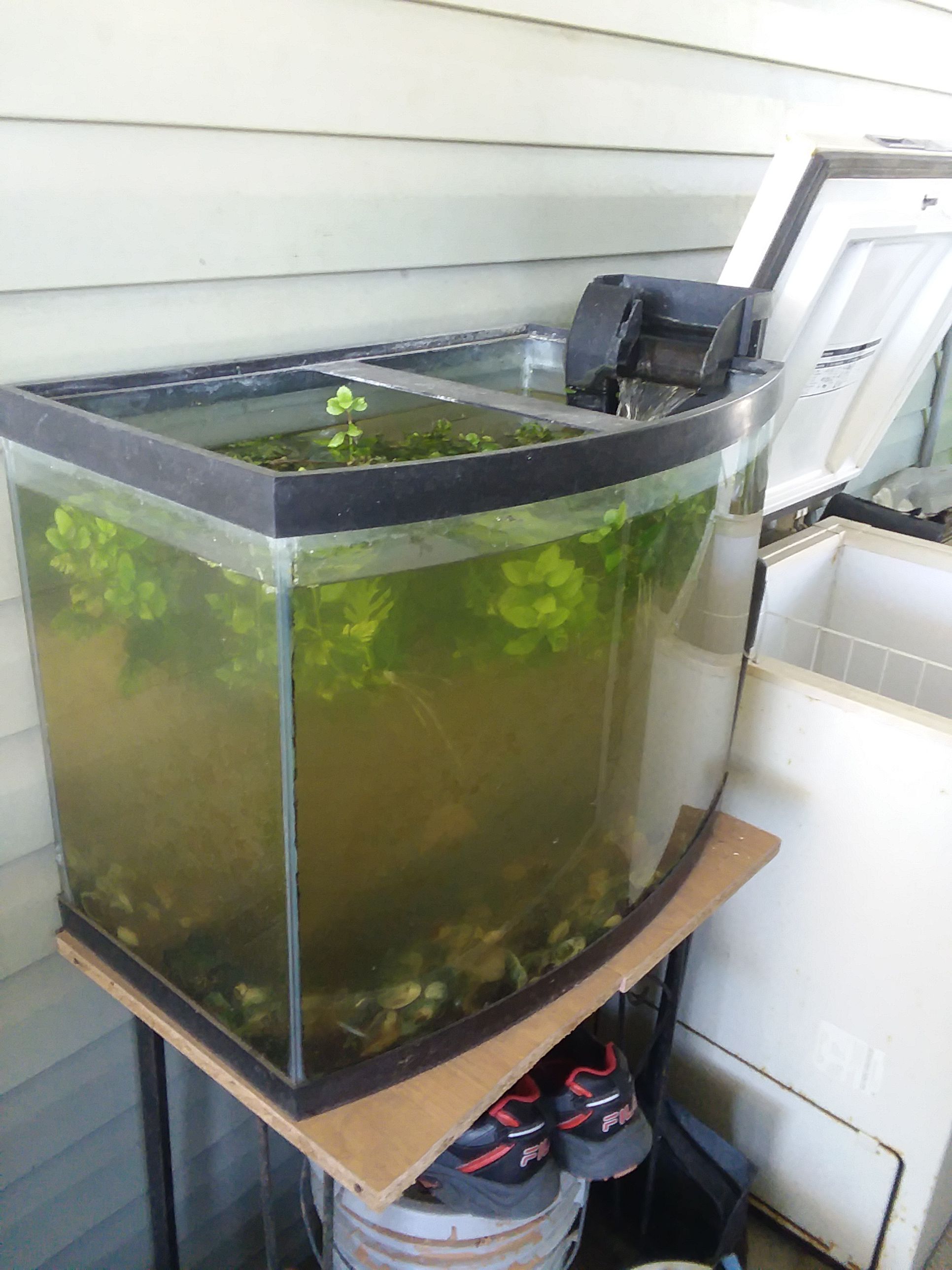 Peceras acuarios dish tanks