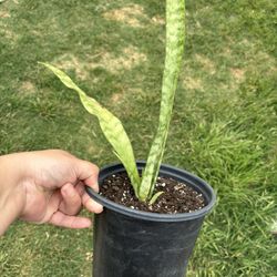 Snake  Plant 