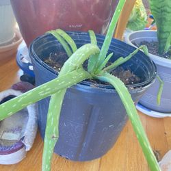 Plant Aloe Vera For Home