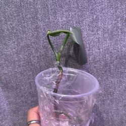 Live Plant 🌱 Philodendron Silver Sword 