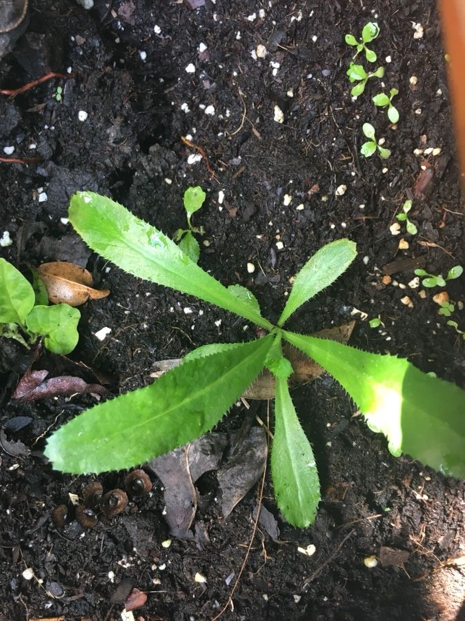 CULANTRO RECAO PLANTS