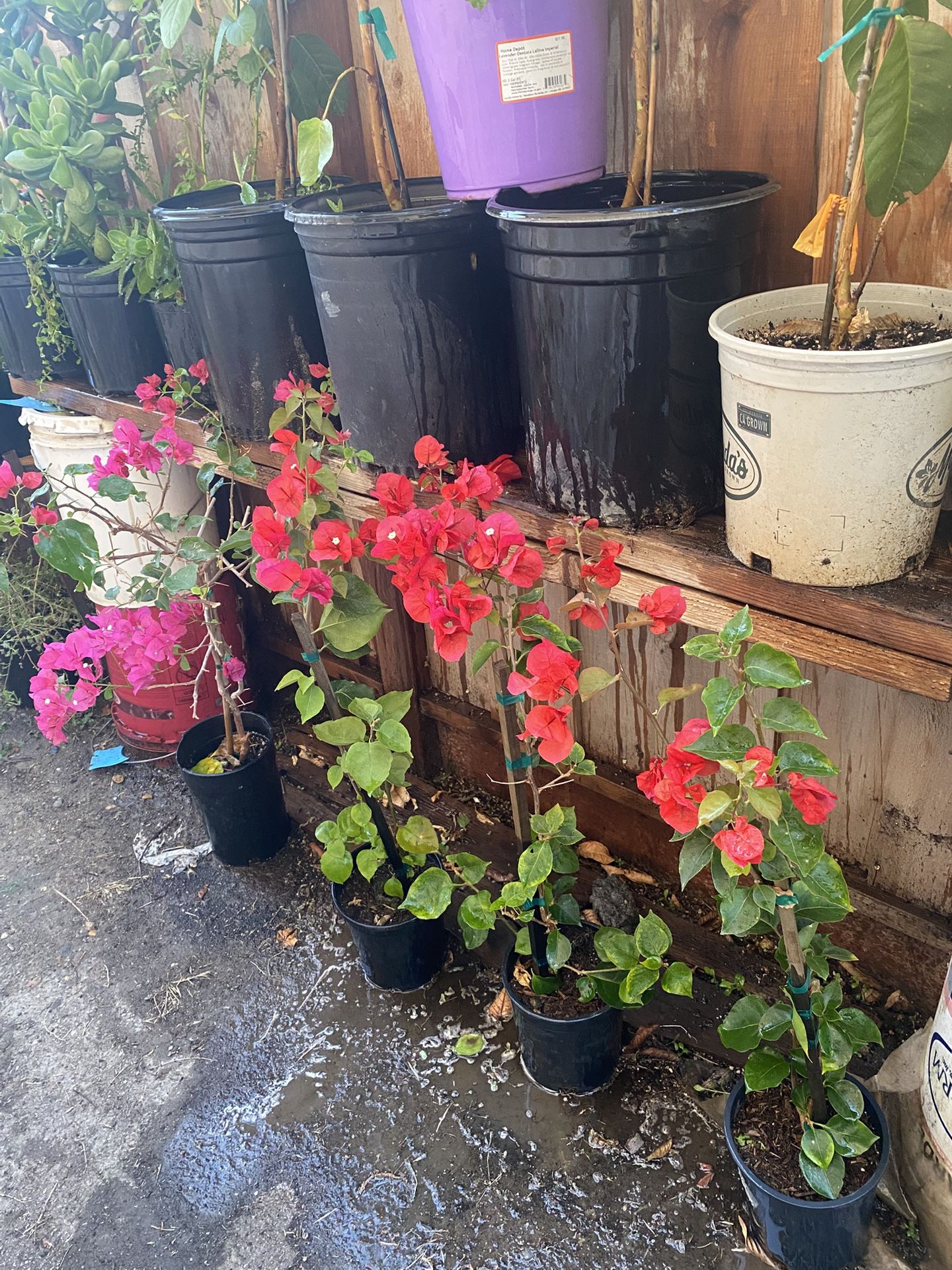 Tengo Estas Bugambilias Rojas Hermosa De Color Disposables