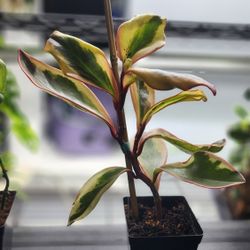 Plant - Peperomia