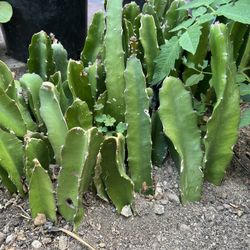 dragon fruit 
