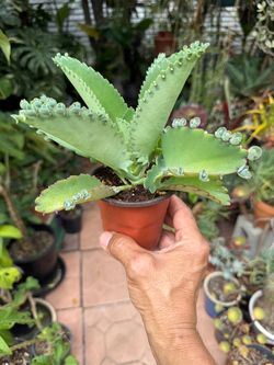 Mala Madre Mother of Thousands (Kalanchoe daigremontiana) Succulent