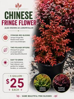 Chinese Fringe Flower (Loropetalum)