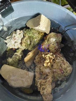 Aquarium Saltwater Reef rock