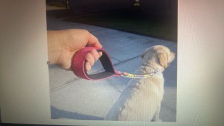 Rainbow metal dog leash