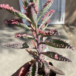 Succulent (pink)