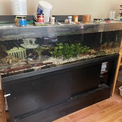Free fish tank