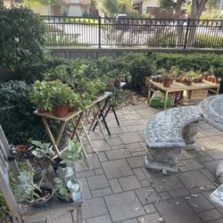 🪴HUGE PLANTS SALE 🪴