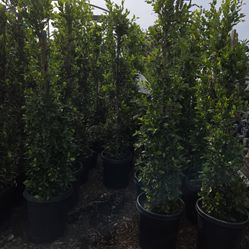 Ficus 15 Gallon 