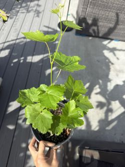 Orange Unknow Variety Grapes Plant